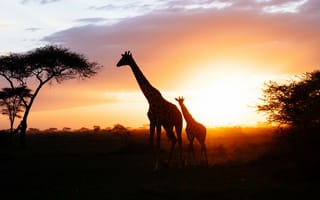 Картинка серенгети, сафари, Жираф, живая природа, жирафовые