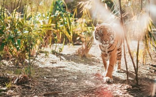 Картинка тигр, Леопард, большая кошка, бенгальский тигр, живая природа