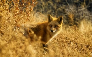 Картинка лиса, живая природа, Псовые, рыжая лисица, красный волк