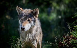 Картинка Евразийский волк, пес, арктический волк, живая природа, Псовые