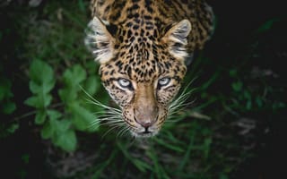 Картинка Леопард, Ягуар, кот, большая кошка, Гепард