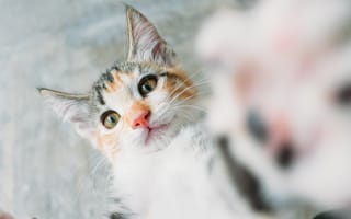 Картинка котенок, полосатый кот, пес, кот, бакенбарды