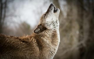 Картинка живая природа, волк, морда, Псовые, чехословацкий влчак