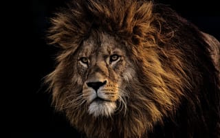 Картинка Лев, волосы, живая природа, масаи Лев, кошачьих