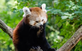 Картинка Красная панда, гигантская панда, наземные животные, живая природа, природный заповедник