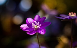 Картинка цветок, цветковое растение, лепесток, Фиолетовый, пурпур