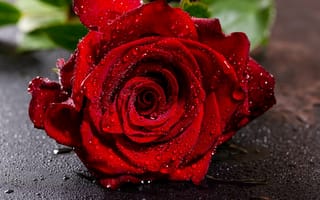 Картинка Роза, цветок, красный цвет, сад роз, лепесток