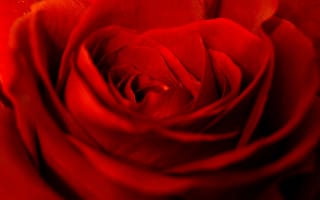 Картинка цветок, Роза, лепесток, бутон, красный цвет