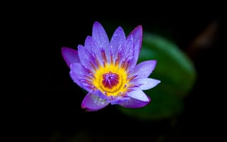Картинка цветок, цветковое растение, лепесток, пурпур, Фиолетовый