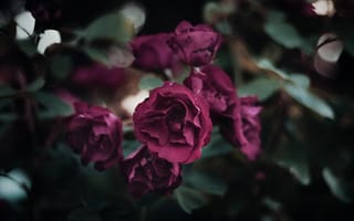 Картинка Роза, цветок, пурпур, цвет, цветковое растение