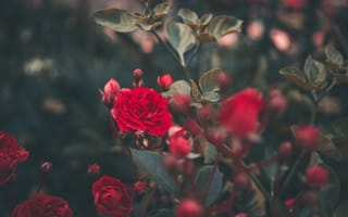 Картинка Роза, цветок, сад, красный цвет, лепесток