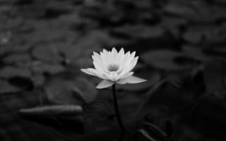 Картинка белые, цветок, черный, священный Лотос, природа