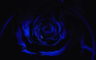 Обои Роза, синий, черный, цветок, семья Роуз