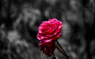 Картинка Роза, цветок, розовый, сад роз, лепесток