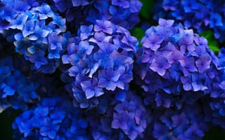 Картинка французская Гортензия, цветок, рассада, синий, синий кобальт