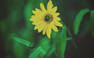 Картинка полевой цветок, цветок, зеленый, желтый, лепесток