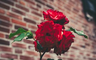 Обои Роза, сад, цветок, цветковое растение, красный цвет