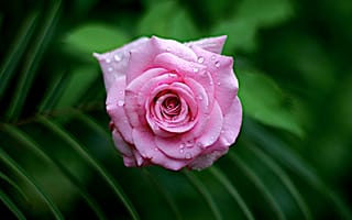 Обои розовый, цветок, Роза, цветковое растение, лепесток