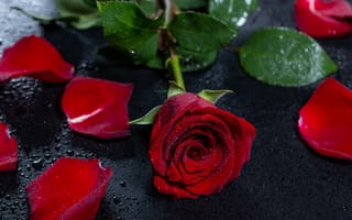 Картинка Роза, цветок, лепесток, красный цвет, сад роз
