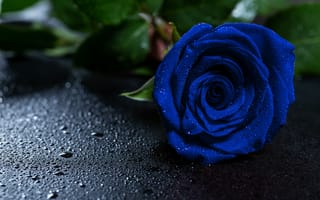 Картинка Роза, синяя роза, цветок, синий, цветковое растение