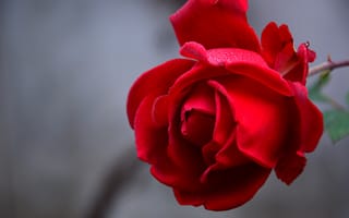 Картинка Роза, цветок, красный цвет, цветковое растение, лепесток