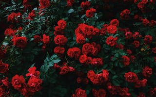 Обои Роза, цветок, цветковое растение, красный цвет, флорибунда