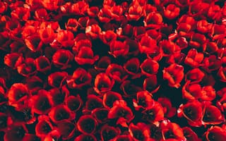 Картинка цветок, тюльпаны, красный цвет, лепесток, коклико