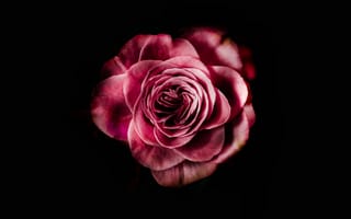 Картинка цветок, лепесток, сад роз, розовый, Роза
