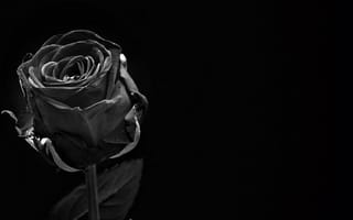 Картинка Роза, черная роза, цветок, черный, белые