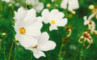 Обои цветок, цветковое растение, лепесток, белые, растение