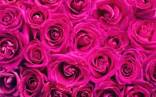 Обои Роза, розовый, цветок, сад роз, красный цвет