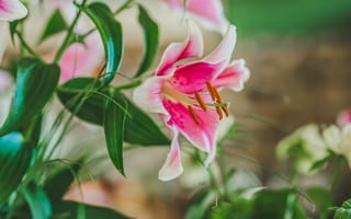 Картинка Лилия, цветок, цветковое растение, розовый, лепесток
