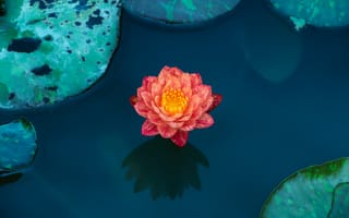Картинка цветковое растение, вода, водное растение, синий, священный Лотос
