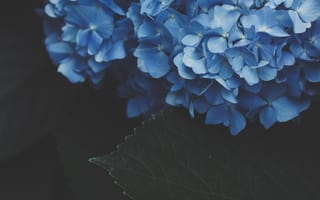 Картинка цветок, цветковое растение, синий, Гортензия, hydrangeaceae