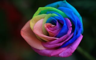 Обои Роза, цветок, семья Роуз, Радуга Роуз, цветковое растение