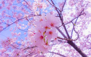 Картинка цветение вишни, расцвет, Любование цветущей сакурой, цветок, растение
