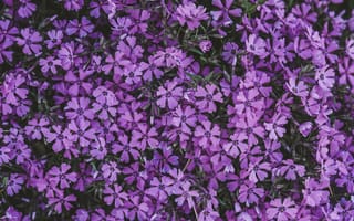 Картинка цветок, сирень, соцветие, пурпур, Фиолетовый