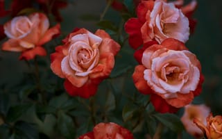Картинка Роза, цветок, цветковое растение, сад роз, красный цвет