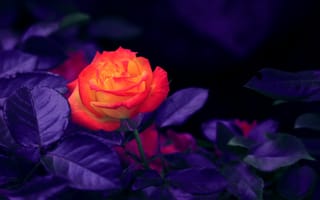 Картинка Роза, Апельсин, цветок, цветковое растение, синий