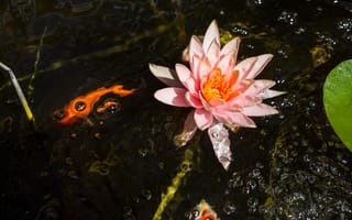 Картинка вода, цветковое растение, Лилия, ароматные белые водяные лилии, водное растение