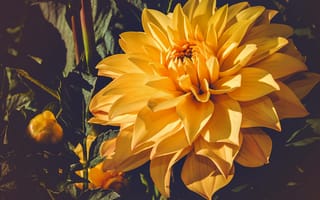 Картинка георгин, цветок, бутон, желтый, цветковое растение