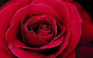 Картинка цветок, Роза, сад роз, лепесток, цветковое растение