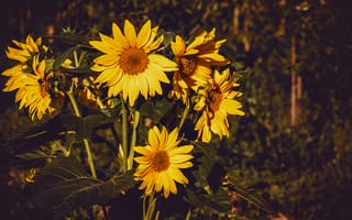 Картинка общие подсолнуха, цветок, желтый, растение, цветковое растение