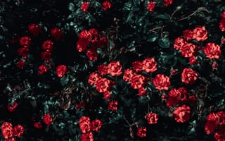 Картинка цветок, Роза, сад роз, красный цвет, растение