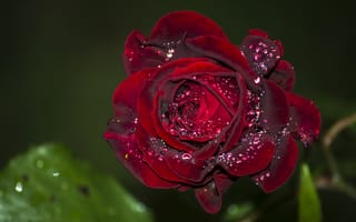 Картинка сад роз, роса, цветок, Роза, лепесток