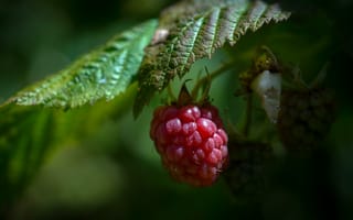 Картинка ягоды, Blackberry, зеленый, лист, фрукты