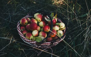 Картинка фрукты, apple, растение, натюрморт, пища