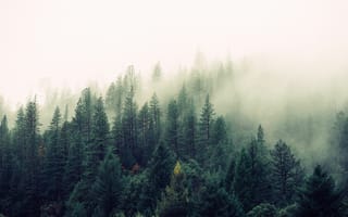 Картинка лес, дерево, природа, туман, дымка