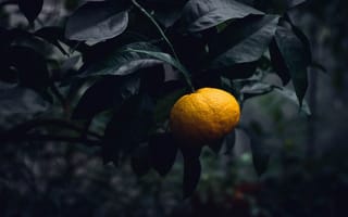 Картинка цитрус, мандарин, фрукты, Апельсин, лист