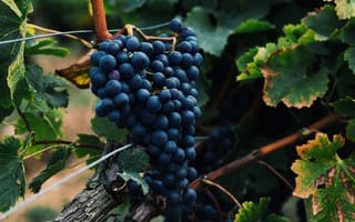 Картинка Каберне Совиньон, Каберне Фран, вино, красное вино, Совиньон Блан